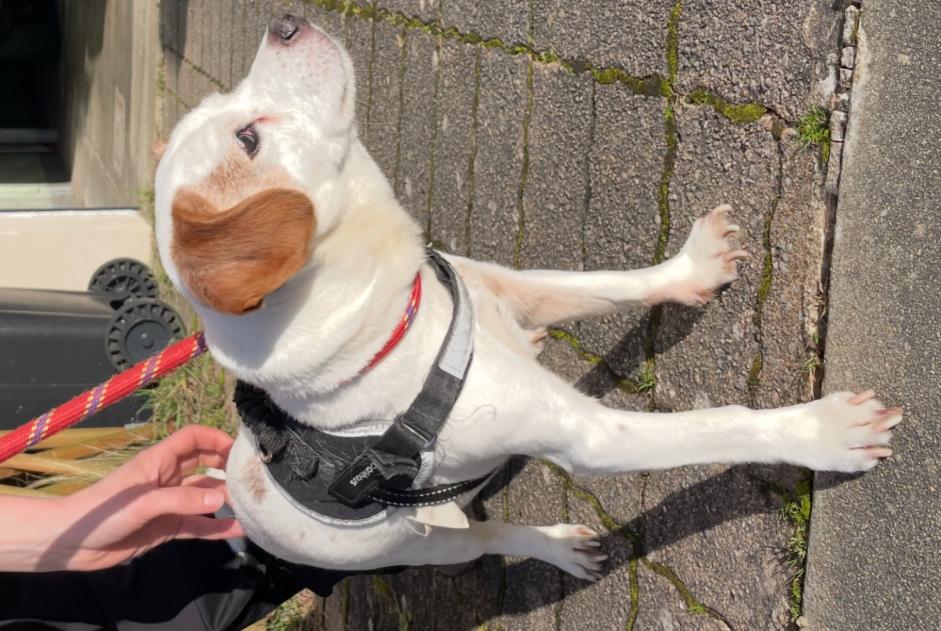 Fundmeldung Hund Männliche Chavagne Frankreich