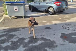 Fundmeldung Hund  Männliche Nîmes Frankreich