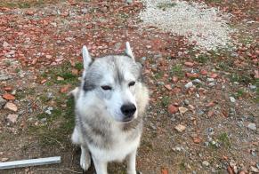 Fundmeldung Hund  Männliche Saint-Victor Frankreich