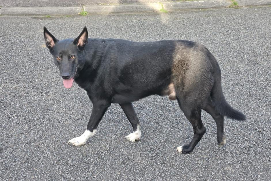 Fundmeldung Hund Männliche Bletterans Frankreich