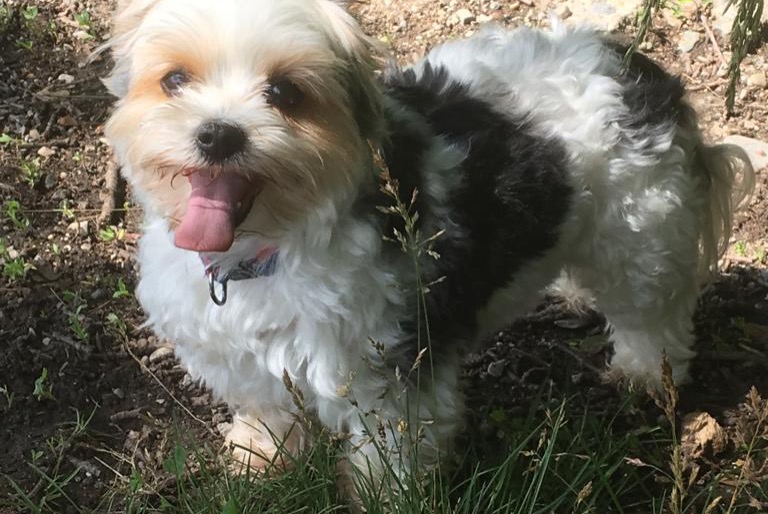 Vermisstmeldung Hund  Weiblich , 11 jahre Valleiry Frankreich