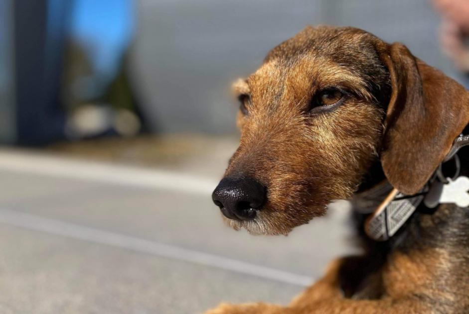 Vermisstmeldung Hund rassenmischung Weiblich , 7 jahre Stotzheim Frankreich