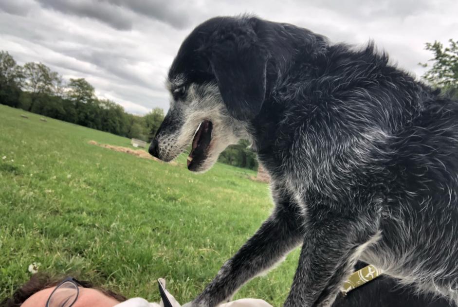 Vermisstmeldung Hund rassenmischung Weiblich , 11 jahre Saint-Georges-de-Didonne Frankreich