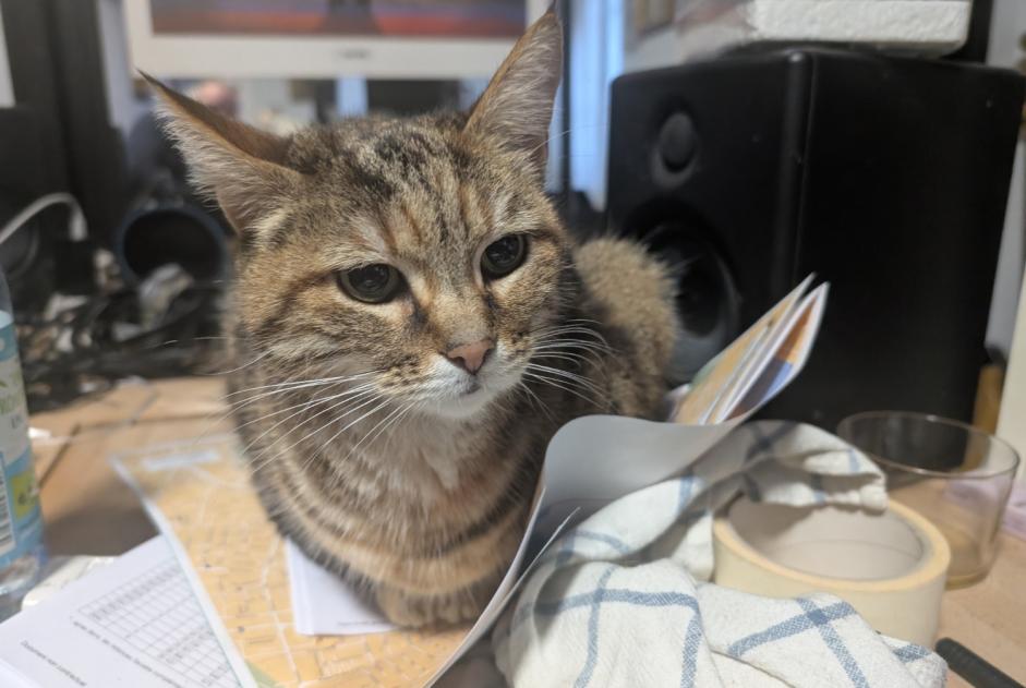 Fundmeldung Katze Unbekannt Saintes Frankreich