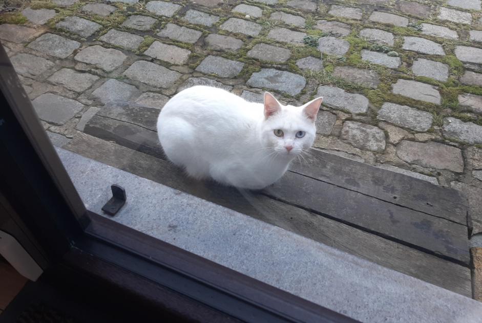 Fundmeldung Katze Unbekannt Waterloo Belgien