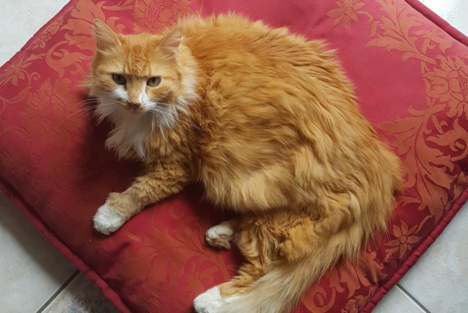 Vermisstmeldung Katze  Männliche , 11 jahre Saint-Hilaire-Saint-Mesmin Frankreich