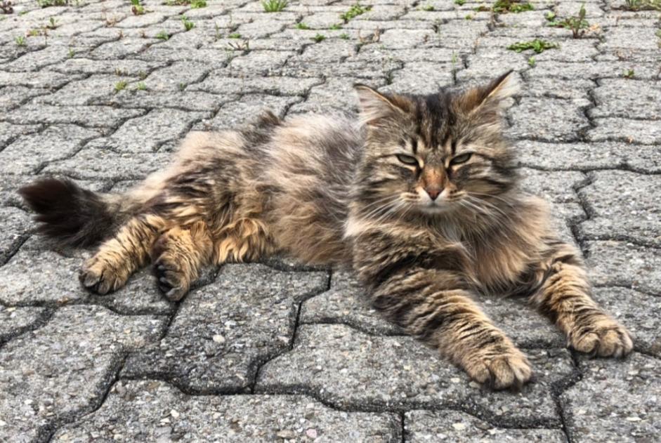 Vermisstmeldung Katze rassenmischung Männliche , 9 jahre Versoix Schweiz