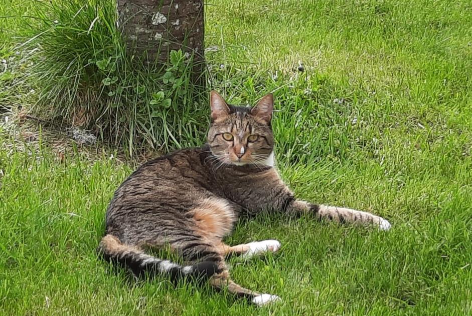 Vermisstmeldung Katze rassenmischung Weiblich , 5 jahre Marigny-l'Église Frankreich