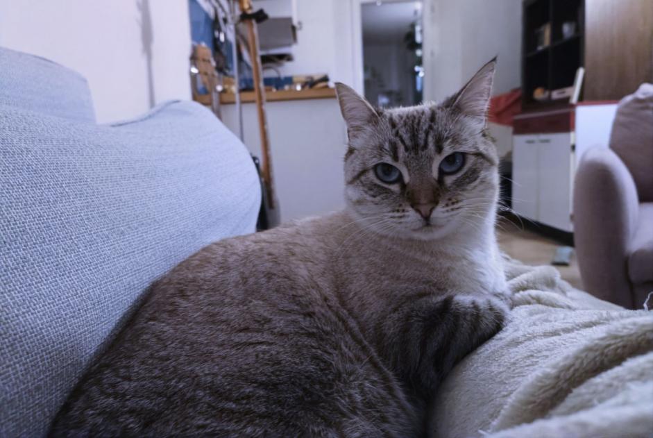 Vermisstmeldung Katze Weiblich , 4 jahre Marseille Frankreich