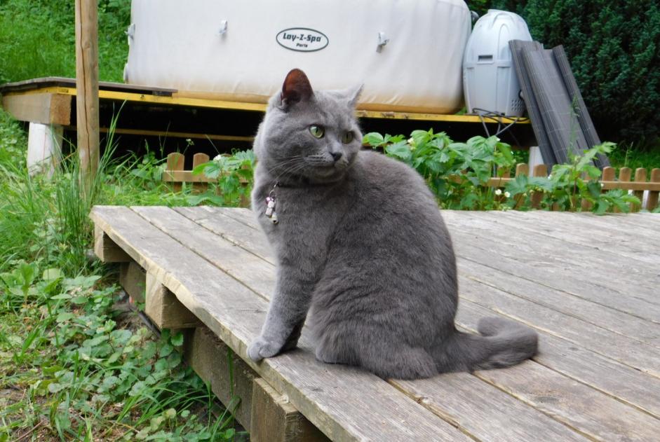 Vermisstmeldung Katze rassenmischung Weiblich , 9 jahre Cheyres-Châbles Schweiz