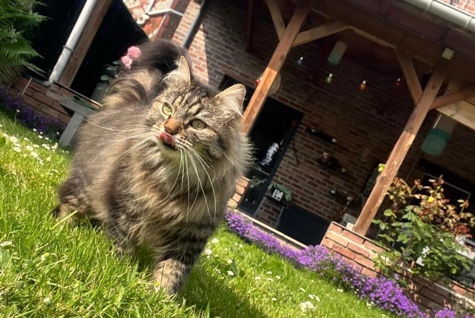 Vermisstmeldung Katze rassenmischung Männliche , 5 jahre Herstal Belgien