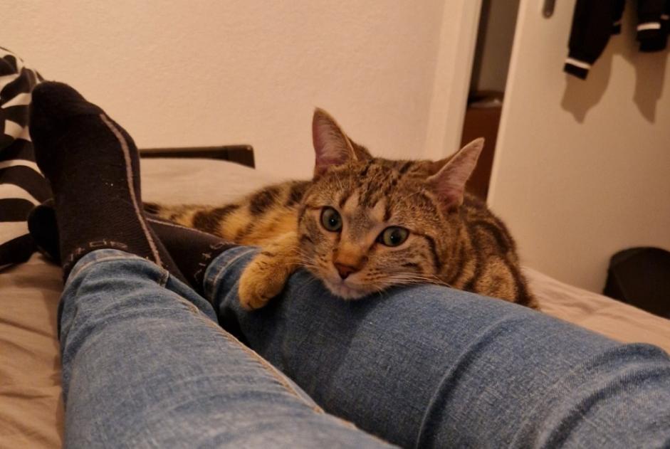 Vermisstmeldung Katze Männliche , 2 jahre Troistorrents Schweiz