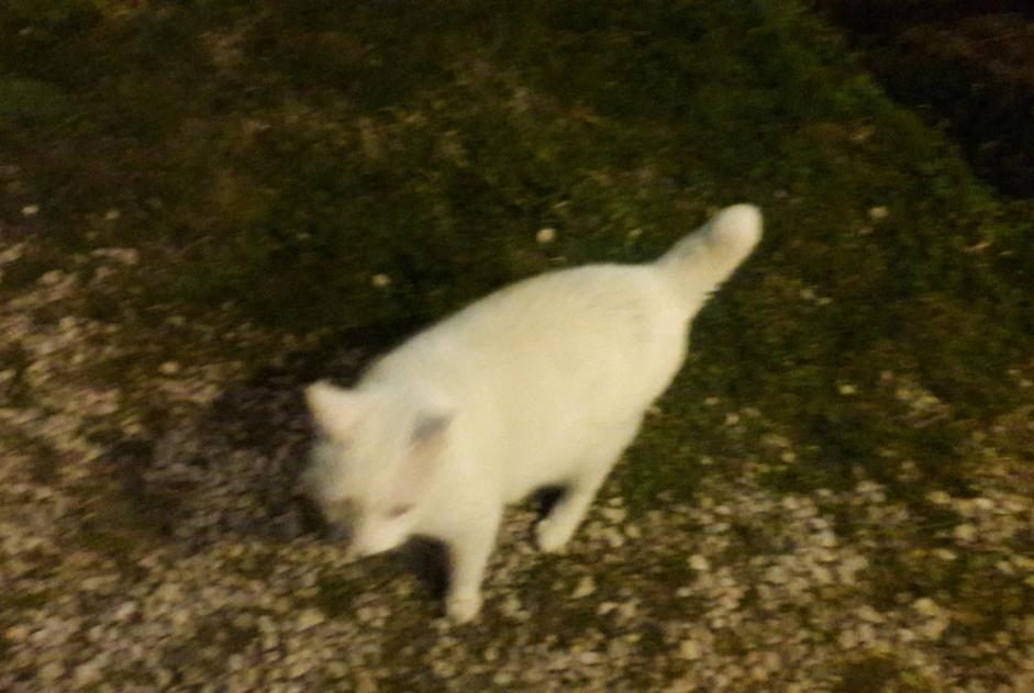 Discovery alert Cat Unknown Pernes-les-Fontaines France