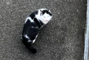 Discovery alert Cat  Unknown Borex Switzerland