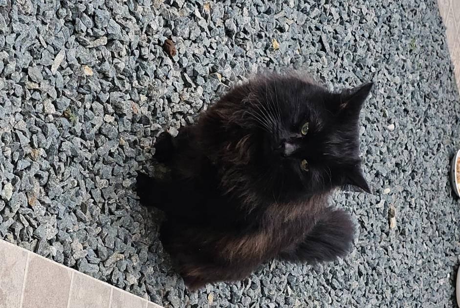 Discovery alert Cat Male Molenbeek-Saint-Jean Belgium