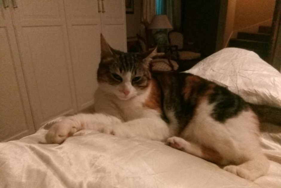 Disappearance alert Cat Female , 9 years Milvignes Switzerland