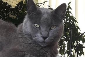 Disappearance alert Cat  Female , 11 years L'Escarène France