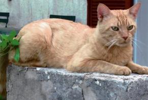 Disappearance alert Cat  Male , 12 years Mimet France