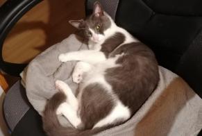 Disappearance alert Cat  Male , 6 years Villars-Colmars France