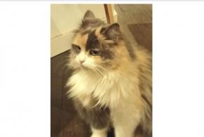 Disappearance alert Cat miscegenation Female , 4 years Le Bourdet France