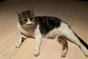 Disappearance alert Cat  Male , 10 years Genève Switzerland