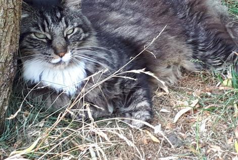 Disappearance alert Cat  Male , 15 years La Grange des Champs Belgium