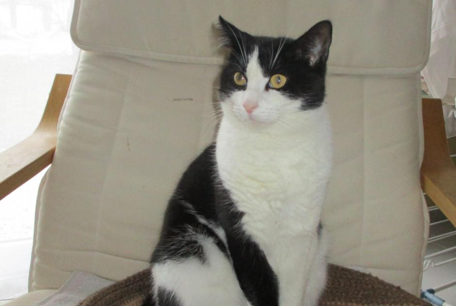 Disappearance alert Cat  Male , 8 years La Chapelle France