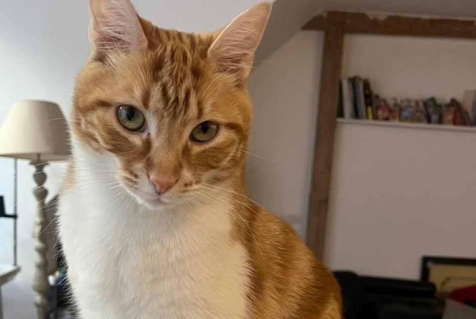 Disappearance alert Cat Male , 3 years Paris France