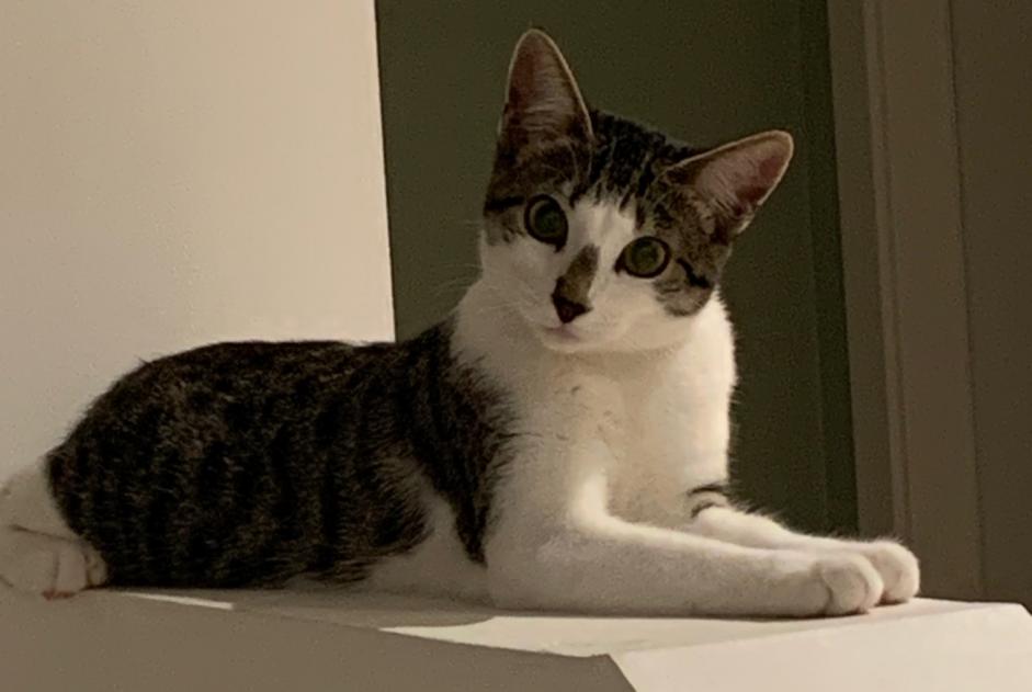 Disappearance alert Cat Female , 1 years Holtzheim France