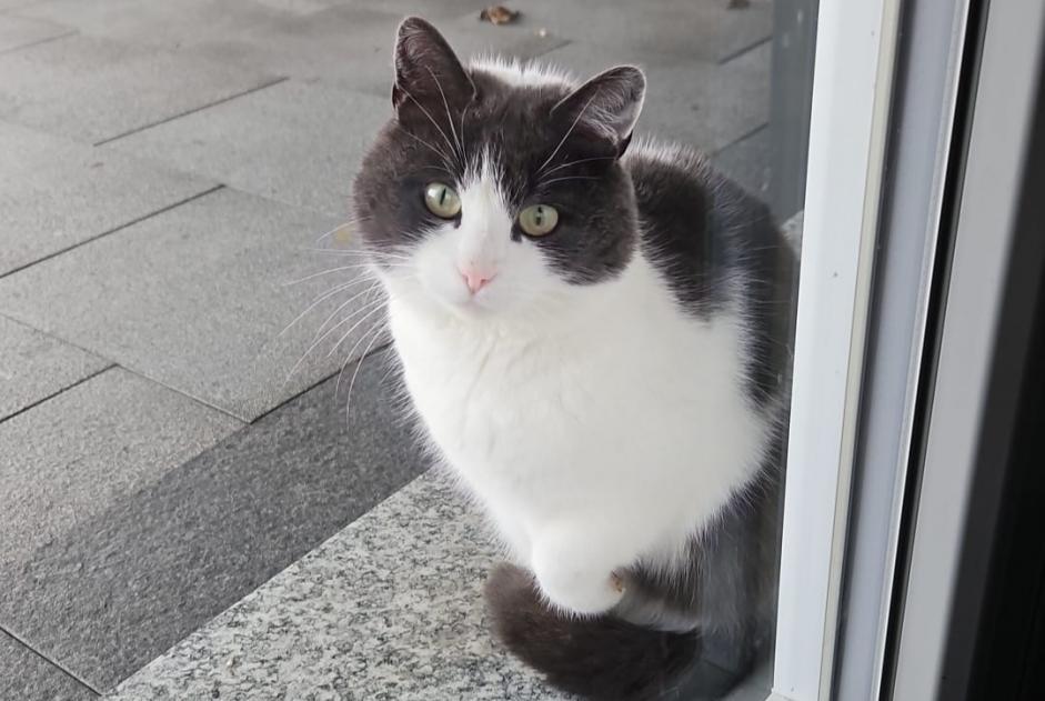 Disappearance alert Cat  Female , 4 years Sion Switzerland