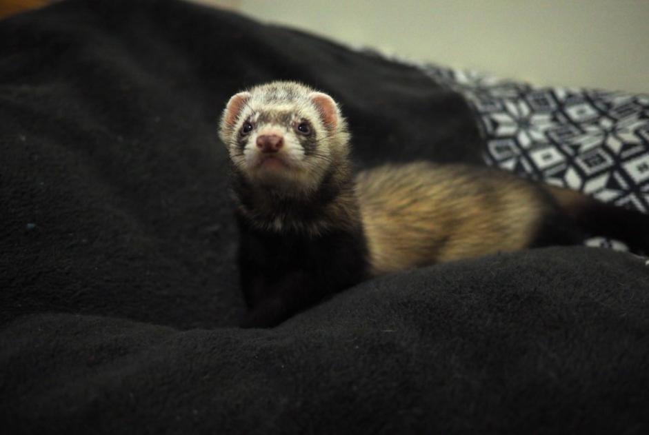 Disappearance alert Other ferret Male , 2025 years Charmont-en-Beauce France