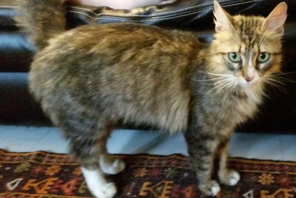 Alerta de Desaparición Gato Hembra , 8 años Reims Francia