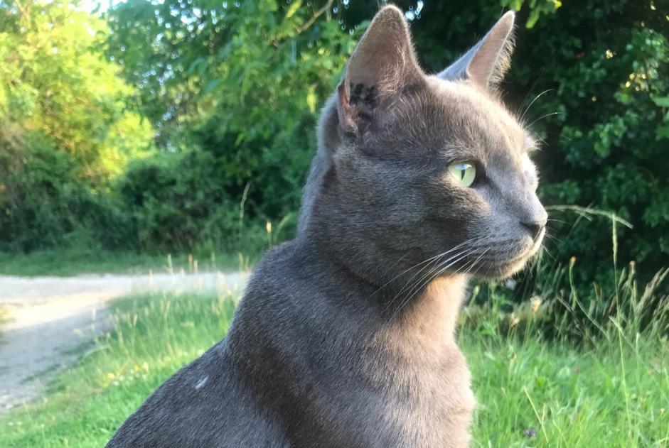 Alerta de Desaparición Gato  Macho , 6 años Beaumont Saint-Cyr Francia