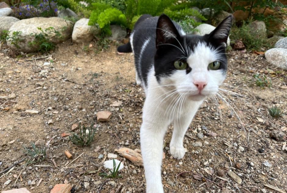 Alerta de Desaparición Gato Macho , 5 años Perpignan Francia