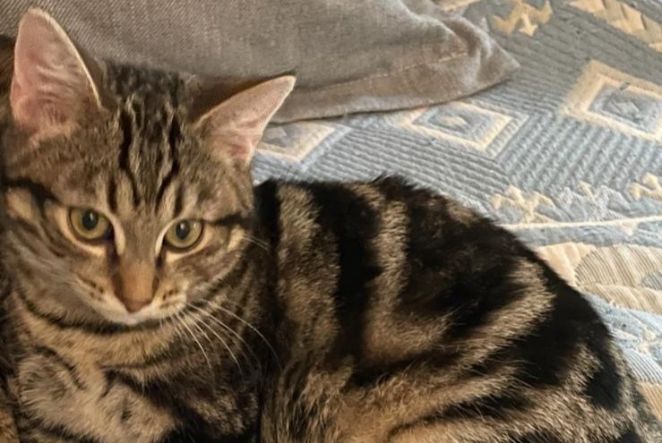 Alerta de Desaparición Gato Macho , 2 años Lausanne Suiza