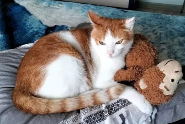 Alerta de Desaparición Gato cruce Macho , 11 años Saint-Laurent-sur-Mer Francia