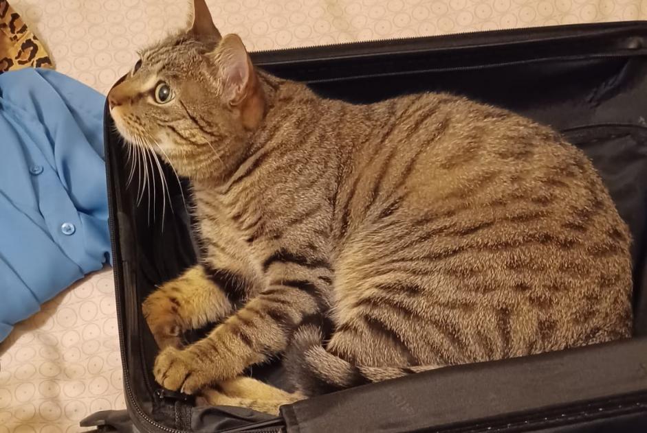 Alerta de Desaparición Gato Macho , 4 años Fribourg Suiza