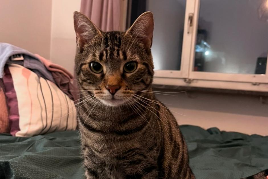 Alerta de Desaparición Gato  Macho , 4 años Villars-sur-Glâne Suiza