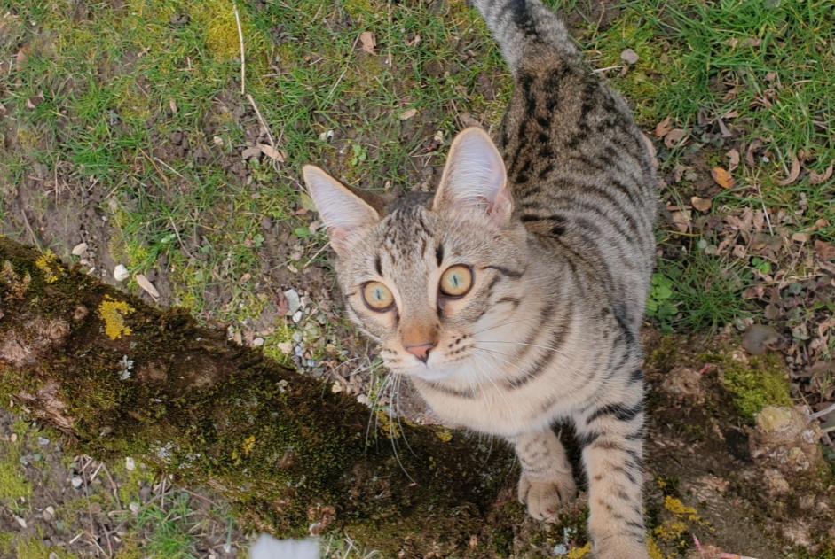 Alerta de Desaparición Gato cruce Hembra , 1 años Lussy-sur-Morges Suiza