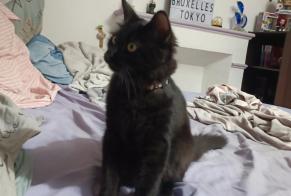 Alerta de Desaparición Gato Macho , 2 años Coulonges-sur-l'Autize Francia