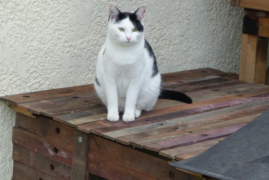 Alerta de Desaparición Gato  Hembra , 7 años Blaignan Francia