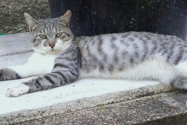 Alerta de Desaparición Gato Macho , 8 años Saint-Léonard-de-Noblat Francia