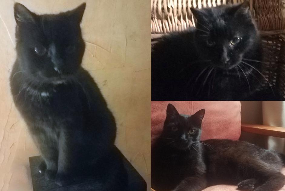 Alerta de Desaparición Gato Hembra , 17 años Marigny-en-Orxois Francia