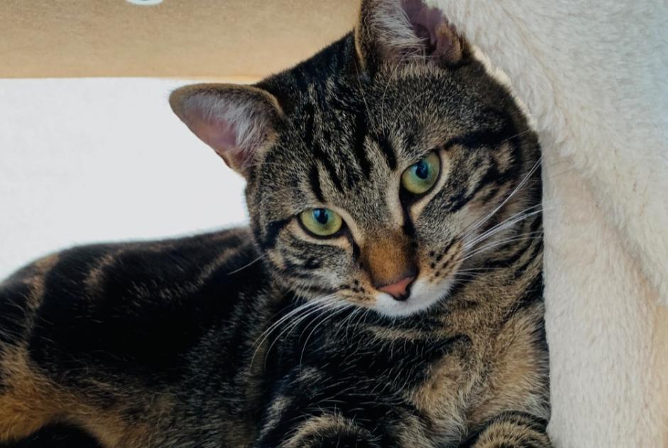 Alerta de Desaparición Gato Macho , 3 años Cortaillod Suiza