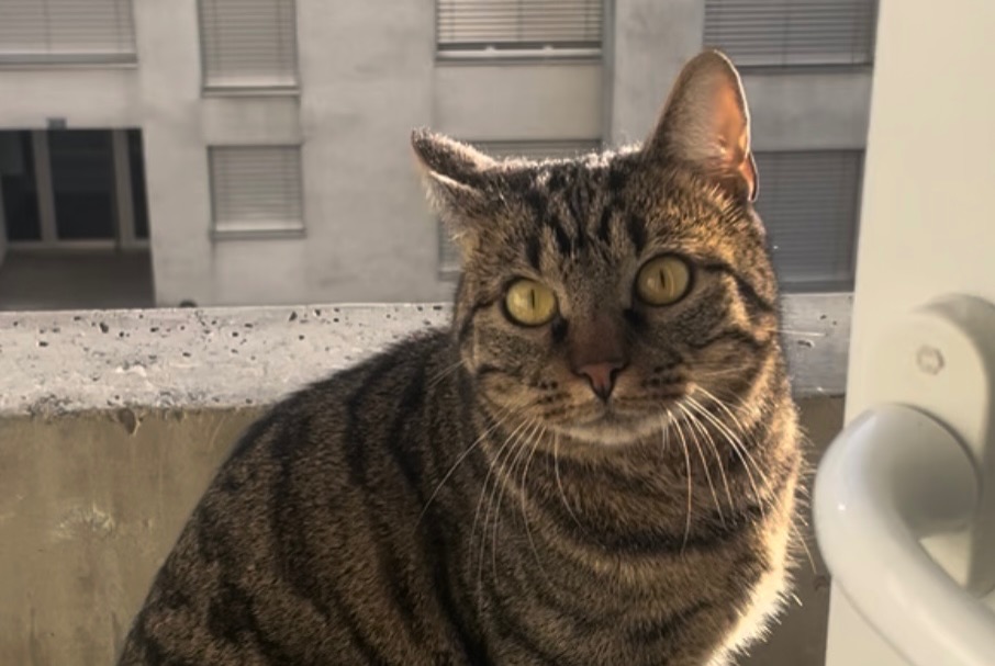 Alerta de Desaparición Gato Macho , 24 años Yverdon-les-Bains Suiza