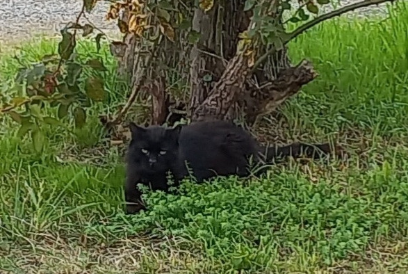 Alerta de Desaparición Gato Macho , 13 años Breteuil Francia