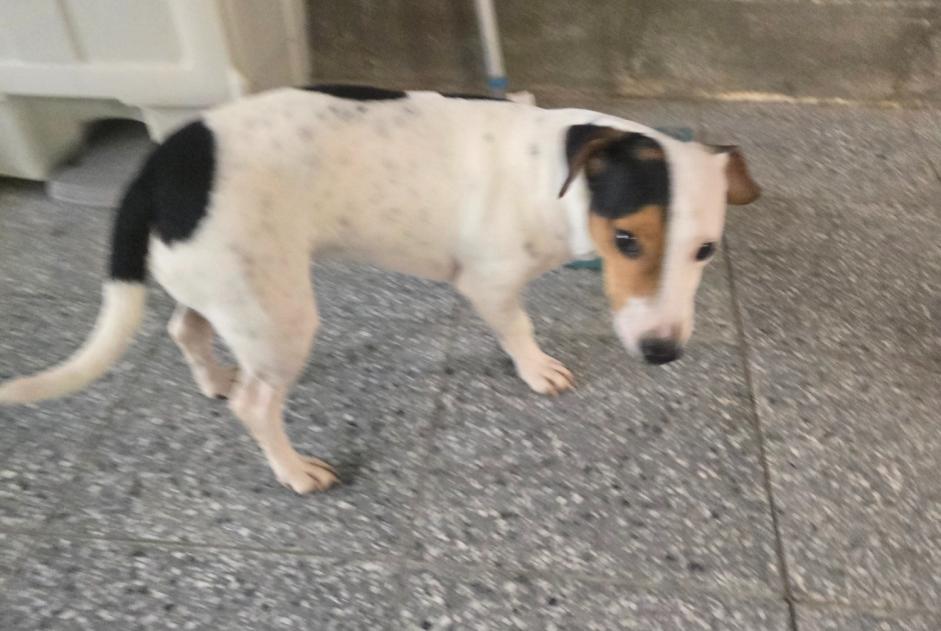 Alerta de Hallazgo Perro  Macho Saint-Ghislain Bélgica