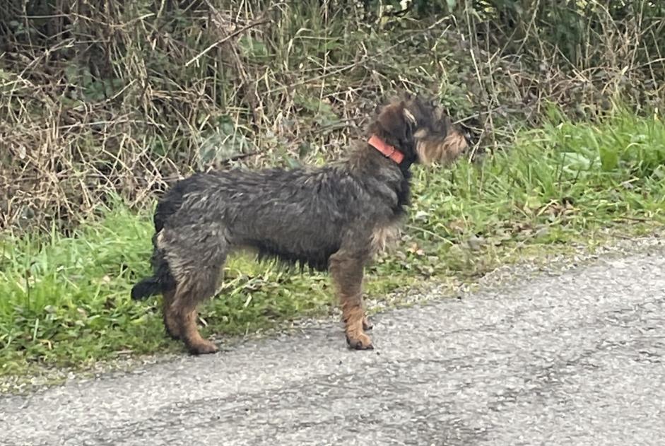 Alerta de Hallazgo Perro  Desconocido Chaumes-en-Retz Francia