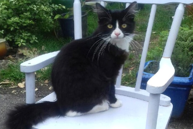 Alerte Disparition Chat  Mâle , 5 ans La Trinité-Surzur France