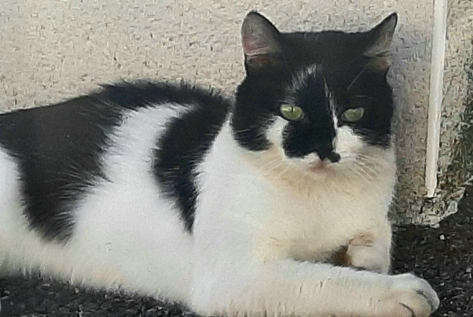 Alerte Disparition Chat croisement Mâle , 3 ans Toulouse France